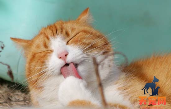 猫为什么会发出呼噜呼噜的声音 猫发出呼噜呼噜的声音
