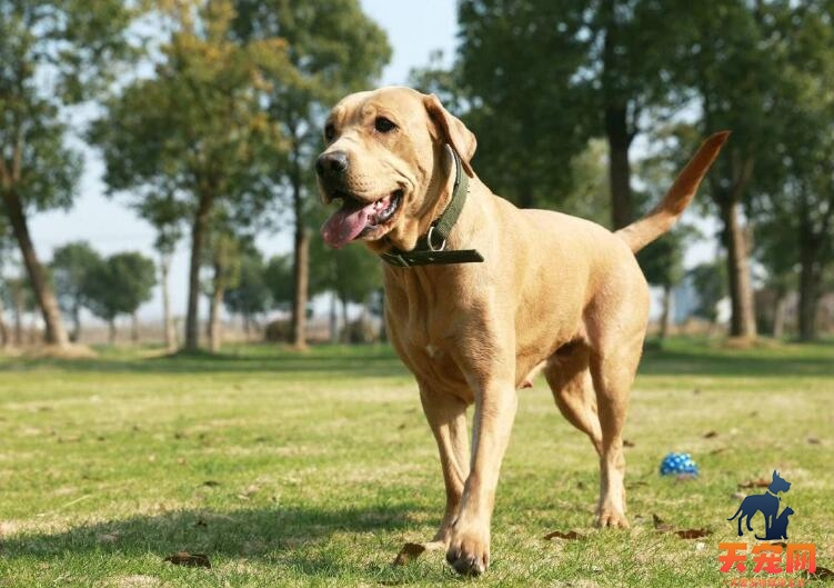 拉布拉多犬怎么养才能长胖