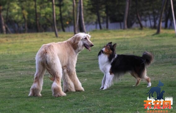 阿富汗猎犬不吃东西的原因及解决方法