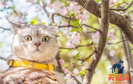 杯子被猫喝过水怎么办 无需太过担心哦！杯子被猫喝过水怎么办