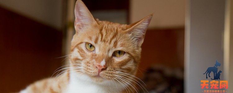 橘猫跟银渐层生的小猫 有点点浪费基因~橘猫跟银渐层生的小猫 有点点浪费基因~