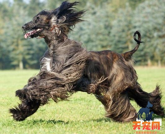 阿富汗猎犬皮屑多的原因及治疗方法