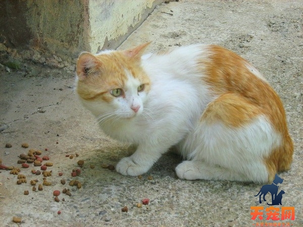 什么水果是猫咪不能吃的