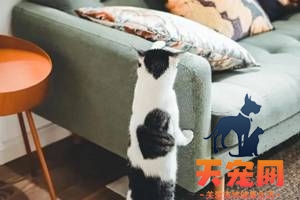 猫咪咬人、乱尿、抓沙发...如何彻底纠正猫咪不良行为？