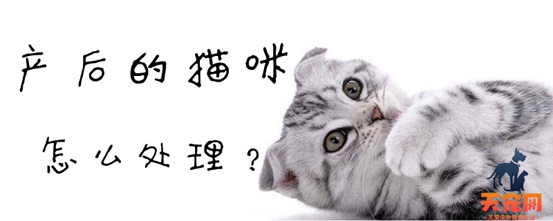 产后的猫咪怎么处理