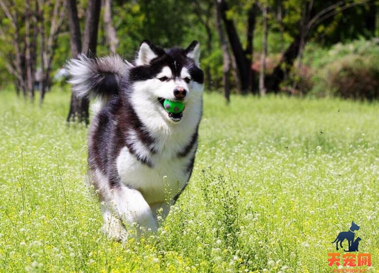 给你几个理由不要饲养阿拉斯加犬，不然往后的日子可会哭的~