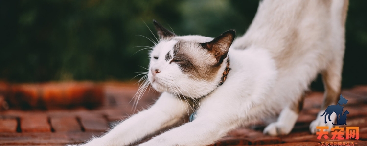 猫后背一抽一抽的 你有多久没为它驱虫了？猫后背一抽一抽的 你有多久没为它驱虫了？