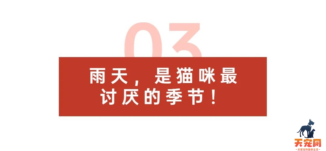 惊鸭！原来猫咪也是天气预报小能手！