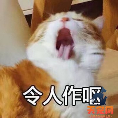 猫砂测评：猫砂种类那么多，到底该宠幸谁？