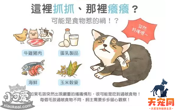 猫过敏症状 猫容易对什么食物过敏？