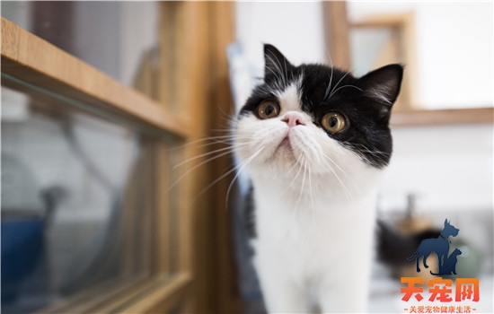 猫肛门有黑色硬物 主人要小心肛门腺发炎哦！猫肛门有黑色硬物 主人要小心肛门腺发炎哦！猫肛门有黑色硬物 主人要小心肛门腺发炎哦！猫肛门有黑色硬物 主人要小心肛门腺发炎哦！猫肛门有黑色硬物 主人要小心肛门腺发炎哦！猫肛门有黑色硬物