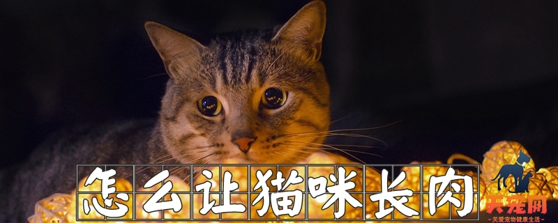 怎么让猫咪长肉