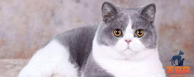 猫咪化毛膏吃多了会怎样 吃太多了会伤害猫咪肝脏的！