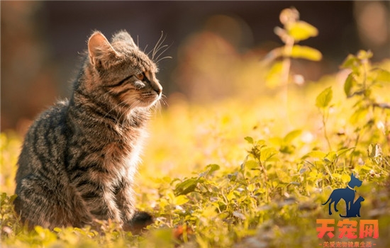 猫薄荷是什么东西 猫薄荷对猫咪的身体有危害吗