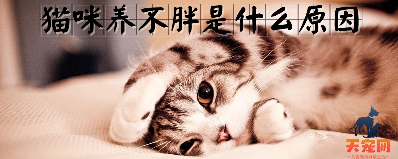 猫咪养不胖是什么原因