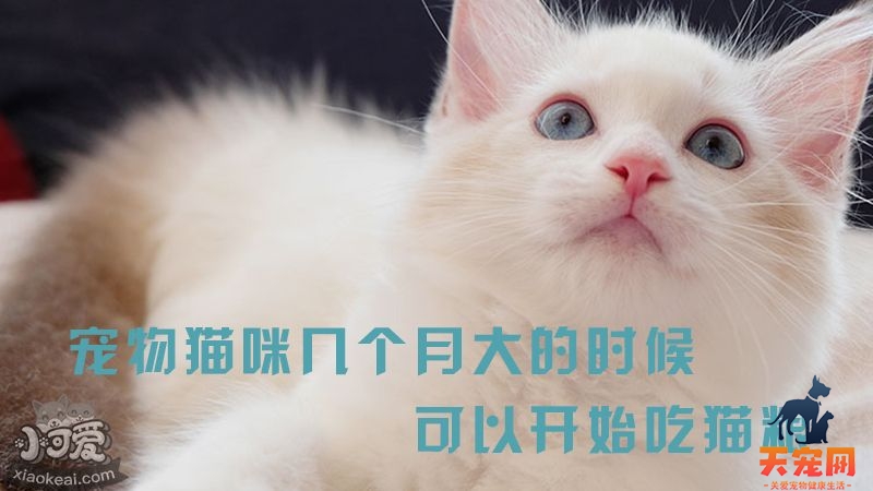 宠物猫咪几个月大的时候可以开始吃猫粮？