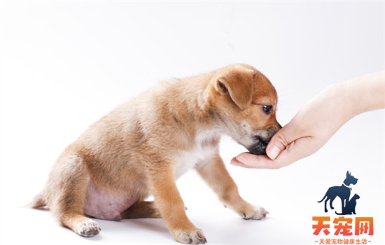 幼犬可以吃鸡胸肉吗 幼犬是可以吃鸡胸肉的