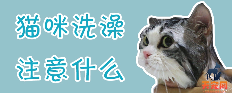 猫咪洗澡注意什么