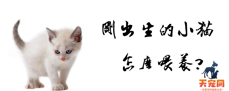 刚出生的小猫怎么喂养