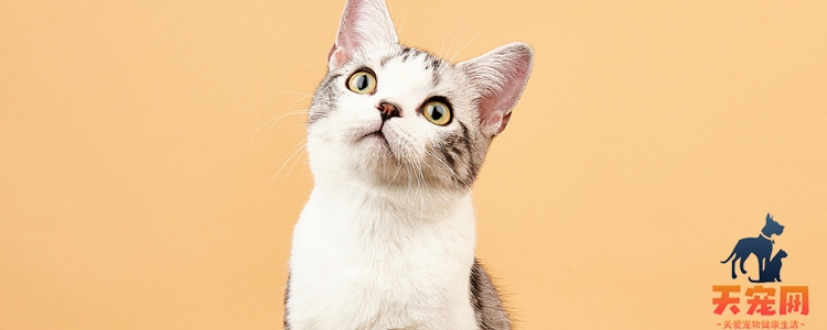 猫害怕闪光灯吗 会导致猫失明是真的吗