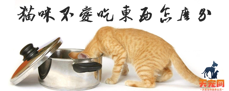 猫咪不爱吃东西怎么办?