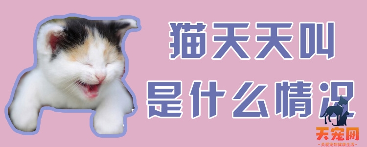 猫天天叫是什么情况