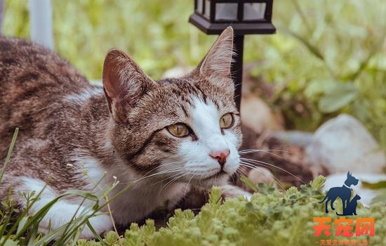 夏天猫会瘦吗 猫到夏天会变瘦吗