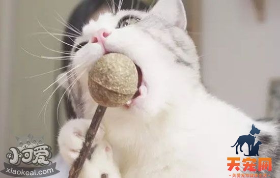 猫薄荷对猫有害吗 什么时候应该喂食猫薄荷