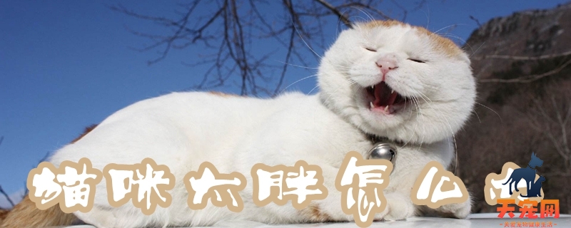 猫咪太胖怎么办