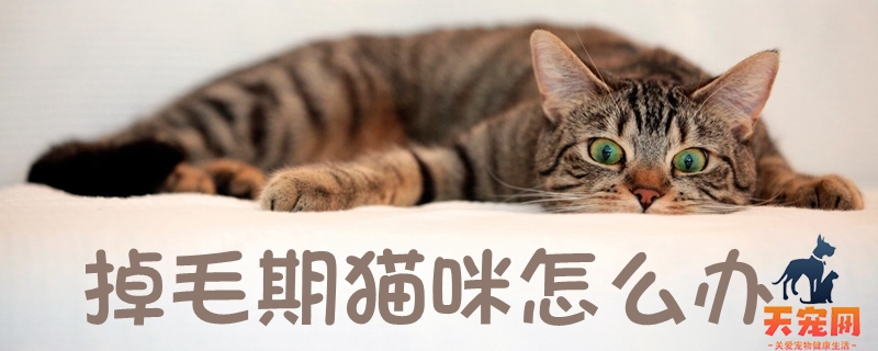 掉毛期猫咪怎么办