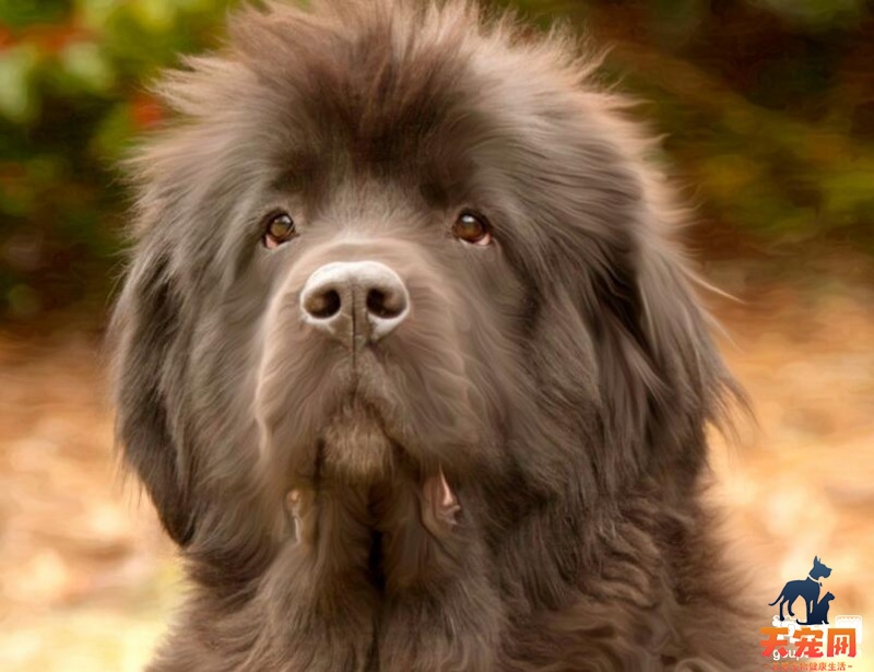 护理纽芬兰犬毛发的五个绝招