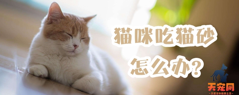 猫咪吃猫砂怎么办