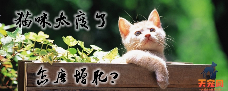 猫咪太瘦了怎么增肥