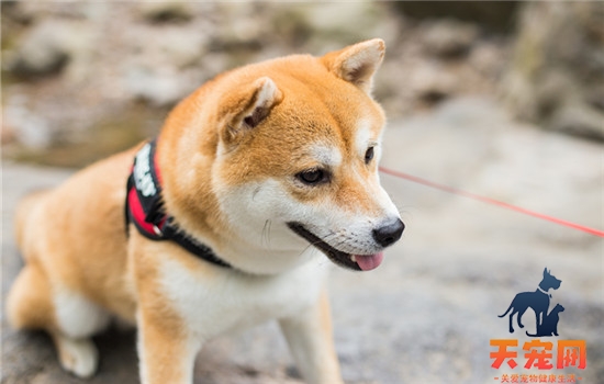 狗狗营养膏吃多了会怎样 狗狗营养膏吃多了后果