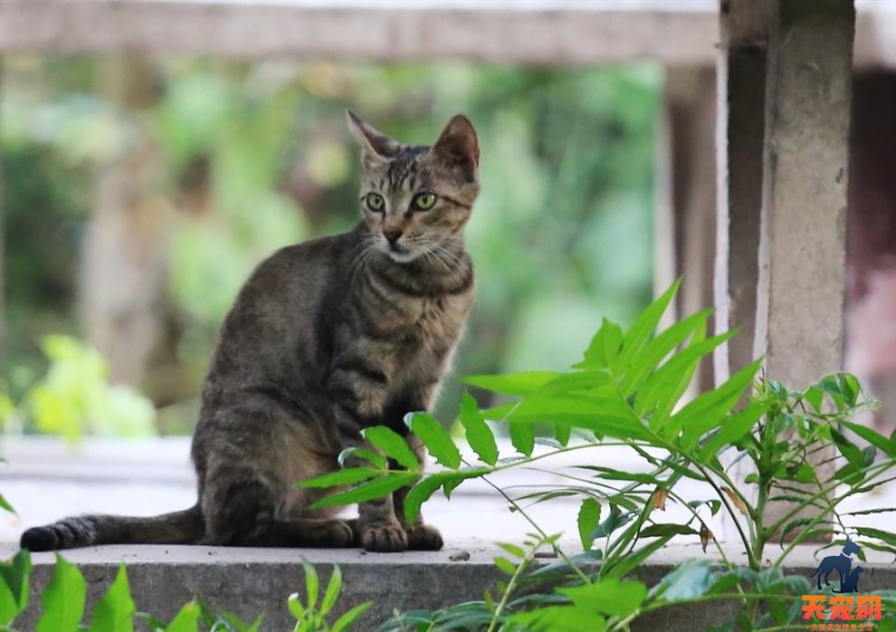 狸花猫为什么几天不回家 不喜欢主人了