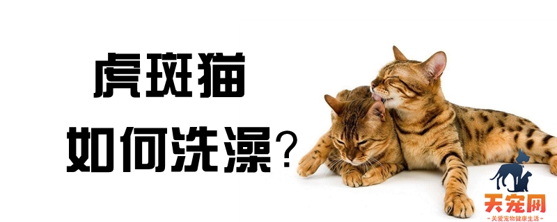 虎斑猫如何洗澡