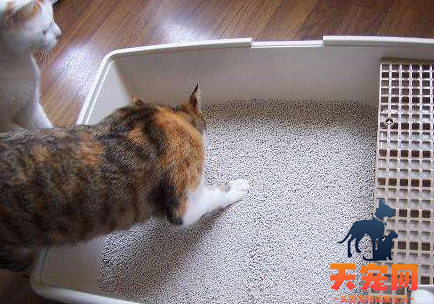 猫为什么会把小猫叼进猫砂盆