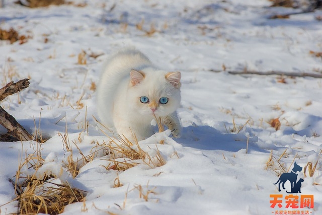 猫冬天要穿衣服吗