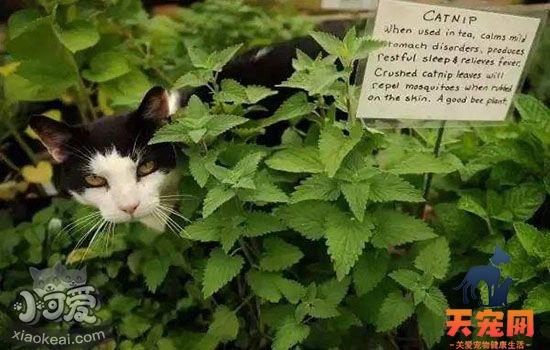 猫薄荷播种时间 播种猫薄荷全攻略