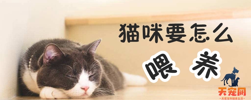 猫咪要怎么喂养