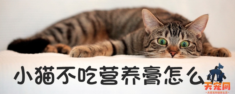 小猫不吃营养膏怎么办