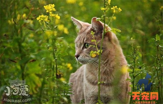 猫咪为什么会吃草 什么植物猫咪不能吃