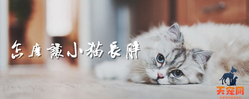 怎么让小猫长胖