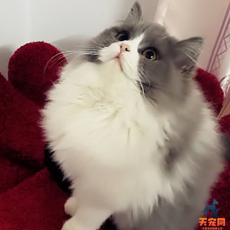 猫咪经常呕吐怎么回事 猫咪为什么经常呕吐