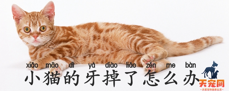 小猫的牙掉了怎么办