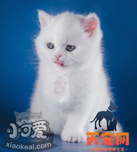 猫咪性格怎么判断 根据猫咪毛色判断性格2