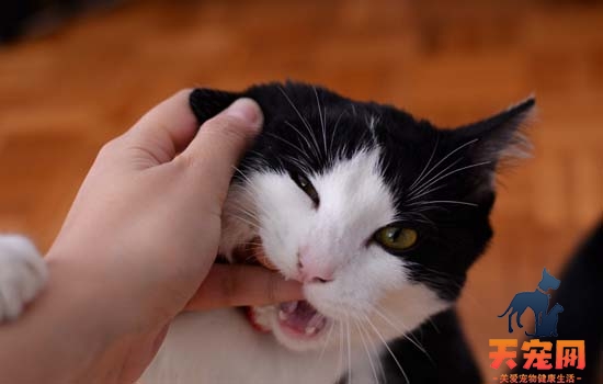 猫为什么一摸它就咬手