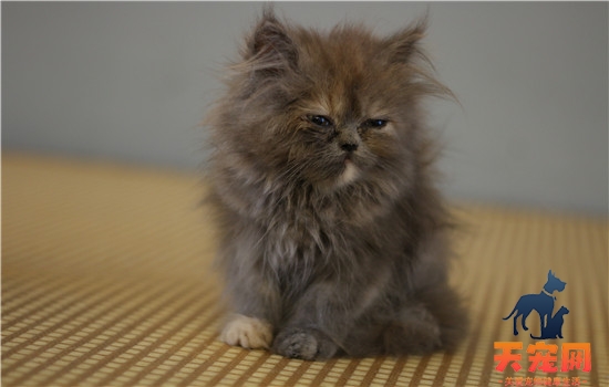 鸡胸肉给猫吃煮几分钟 不看你可不懂哦！鸡胸肉给猫吃煮几分钟