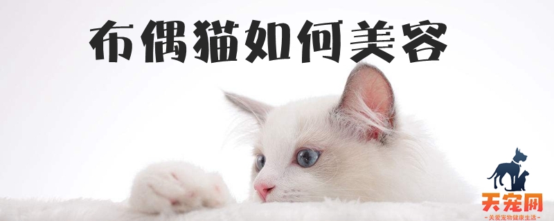 布偶猫如何美容