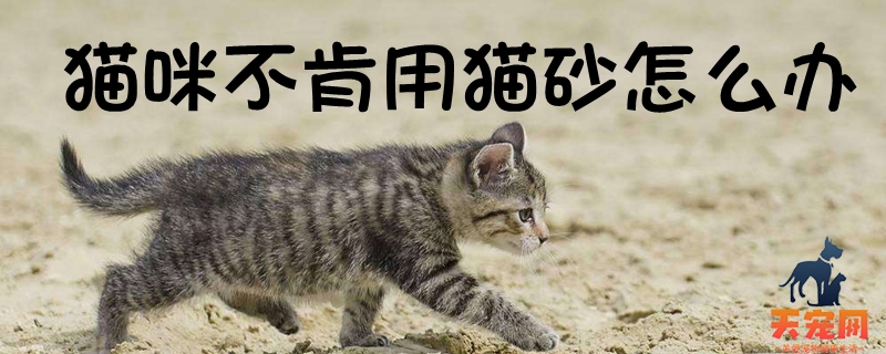 猫咪不肯用猫砂怎么办